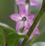 C. annuum flower