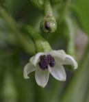 C. chinense flower