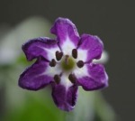 C. pubescens flower